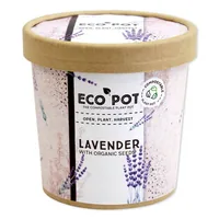 Feel Green 290563 flower seeds/bulbs Lavender