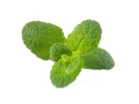 Click and Grow Samen Apfel-Minze, 3er-Pack - Bio: Nein - Aussaatzeit: Ganzjährig - Sonneneinstrahlung: Hell und warm - Gemüsegruppen: Kräuter - Saattyp: Saatgut - Erntezeit: Ganzjährig