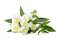 Click and Grow Saatgut Weisses Löwenmäulchen 3er-Pack - Aussaatzeit: Ganzjährig - Blütezeit: Ganzjährig - Blütenfarbe: Gelb - Weiss - Sonneneinstrahlung: Hell und warm - Saattyp: Saatgut - Erntezeit: Keine