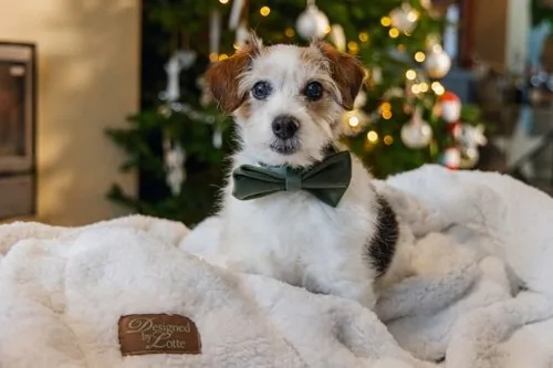 Designed by Lotte Zaza Green Velvet, Polyester Dog Standard collar