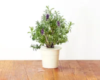 Click and Grow Saatgut Lavendel - Aussaatzeit: April - August - Dezember - Februar - Januar - Juli - Juni - Mai - März - November - Oktober - September - Blütezeit: April - August - Dezember - Februar - Januar - Juli - Juni - Mai - März - November - Oktob