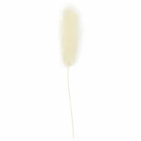 Creativ Company Trockenblumen Federgras 3-7 cm, 6 Stück - Produkttyp: Trockenblumen - Detailfarbe: Beige - Verpackungseinheit: 6 Stück