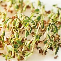 Gusta Garden Samen Microgreens Kresse HARRY HERBS - Bio: Nein - Sonneneinstrahlung: Sonnig - halbschattig - Aussaatzeit: April - November - März - Mai - Juli - Februar - Dezember - Oktober - Juni - September - August - Januar - Gemüsegruppen: Salat - Kräu