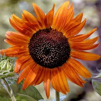 Naturkraftwerke Sonnenblume Flower seeds Annual / Perennial Sunflower