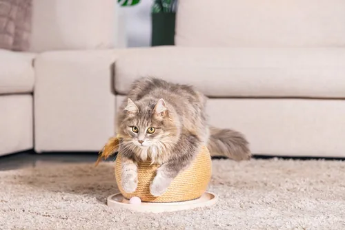 Designed by Lotte Kratz + Spielball 29,5 x 29,5 x 22 cm, braun - Höhe: 29.5 cm - Anzahl Liegeplätze: 1 × - Detailfarbe: Sandbraun - Tierart: Katze - Produkttyp: Kratzbaum