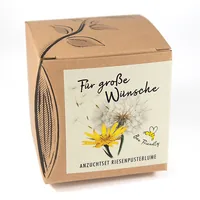 Naturkraftwerke Riesenpusteblume Flower seeds Annual / Perennial