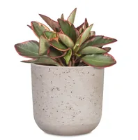 scheurich Blumentopf Basalto 12.9 cm, Grau - Detailfarbe: Grau - Aufhängevorrichtung: Nein - Detailmaterial: Keramik - Grundmaterial: Keramik