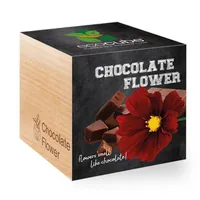 Feel Green 290631 flower seeds/bulbs