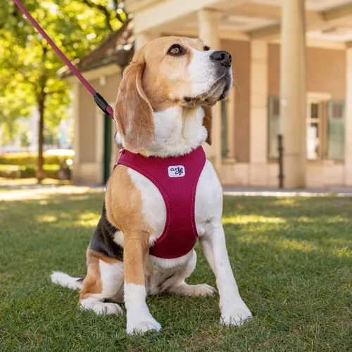 curli Geschirr Vest Air-Mesh 3XS, Moss - Hundegrösse: 3XS - Produkttyp: Geschirr - Tierart: Hund - Detailfarbe: Tannengrün