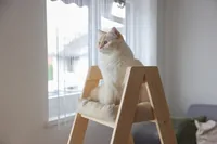 Kerbl Kratzbaum Ladder 97 cm x 39.5 cm x 134 cm - Höhe: 134 cm - Anzahl Liegeplätze: 3 × - Detailfarbe: Beige - Tierart: Katze - Produkttyp: Kletterleiter