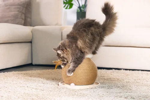 Designed by Lotte Kratz + Spielball 29,5 x 29,5 x 22 cm, braun - Höhe: 29.5 cm - Anzahl Liegeplätze: 1 × - Detailfarbe: Sandbraun - Tierart: Katze - Produkttyp: Kratzbaum