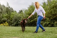 Nobby Hunde-Spielzeug Knotenseil, doppelt, Mehrfarbig - Produkttyp: Spielzeug - Tierart: Hund