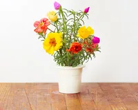 Click and Grow Saatgut Portulakröschen - Aussaatzeit: April - August - Dezember - Februar - Januar - Juli - Juni - Mai - März - November - Oktober - September - Blütezeit: April - August - Dezember - Februar - Januar - Juli - Juni - Mai - März - November 