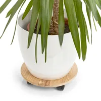 Zeller Present Rolleruntersetzer Ø 35 cm, Nature - Detailfarbe: Nature - Material: Kiefernholz