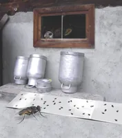 Windhager Insektenfänger Eco Fliegenfänger-Papier - Für Schädling: Fluginsekten - Anwendungsbereich: Indoor - Produkttyp: Insektenfänger