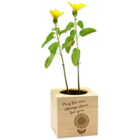Feel Green 292499 flower seeds/bulbs Sunflower
