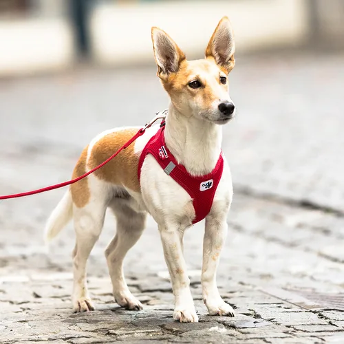curli Geschirr Vest Air-Mesh L, Schwarz - Hundegrösse: L - Detailfarbe: Schwarz - Produkttyp: Geschirr - Tierart: Hund