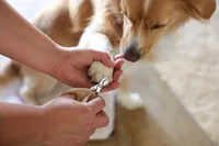 Kerbl Krallenschere MagicBrush - Produkttyp: Krallenpflege - Tierart: Hund