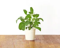 Click and Grow Samen Salbei - Aussaatzeit: April - August - Dezember - Februar - Januar - Juli - Juni - Mai - März - November - Oktober - September - Sonneneinstrahlung: Hell und warm - Saattyp: Saatgut - Gemüsegruppen: Kräuter - Erntezeit: April - August
