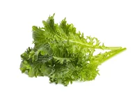 Click and Grow Samen Wasabi-Senf 3er-Pack - Bio: Nein - Aussaatzeit: Ganzjährig - Sonneneinstrahlung: Sonnig - halbschattig - Gemüsegruppen: Kräuter - Saattyp: Saatgut - Erntezeit: Ganzjährig