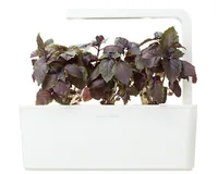 Click and Grow Samen Roter Basilikum - Aussaatzeit: April - August - Dezember - Februar - Januar - Juli - Juni - Mai - März - November - Oktober - September - Sonneneinstrahlung: Hell und warm - Saattyp: Saatgut - Gemüsegruppen: Kräuter - Erntezeit: April