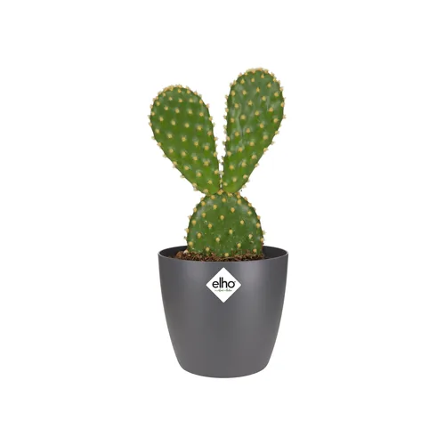 Elho Blumentopf Brussels mini, rund, 100 ml, Anthrazit - Aufhängevorrichtung: Nein - Detailfarbe: Anthrazit - Detailmaterial: Recycled Kunststoff - Grundmaterial: Kunststoff