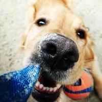 Chuckit! Hunde-Spielzeug Ultra Tug S, Ø 5.5 cm - Produkttyp: Spielzeug - Tierart: Hund