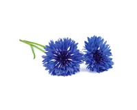 Click and Grow Saatgut Kornblume - Aussaatzeit: April - August - Dezember - Februar - Januar - Juli - Juni - Mai - März - November - Oktober - September - Blütezeit: April - August - Dezember - Februar - Januar - Juli - Juni - Mai - März - November - Okto