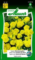 Samen Mauser Saatgut Tagetes Zitronentropfen - Bio: Nein - Blütenfarbe: Gelb - Blütezeit: Juli - Oktober - Juni - August - September - Sonneneinstrahlung: Sonnig - Aussaatzeit: April - März - Mai - Juni - Saattyp: Saatgut