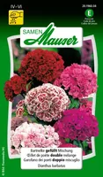 Samen Mauser 20196004 flower seeds/bulbs Dianthus barbatus