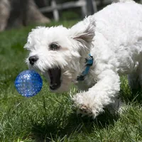 Kong Squeezz Geodz L 2 pcs, assorted colours