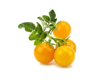 Click and Grow Samen Gelbe Cherrytomaten - Bio: Nein - Sonneneinstrahlung: Hell und warm - Aussaatzeit: April - November - März - Mai - Juli - Dezember - Februar - Oktober - Juni - September - August - Januar - Gemüsegruppen: Fruchtgemüse - Saattyp: Saatg