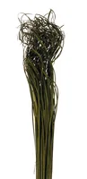 Opiflor Curly Ting moosgrün - Produkttyp: Naturmaterialien - Detailfarbe: Grün