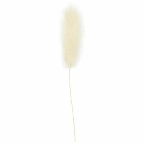 Creativ Company Trockenblumen Federgras 3-7 cm, 6 Stück - Produkttyp: Trockenblumen - Detailfarbe: Beige - Verpackungseinheit: 6 Stück