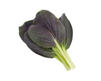 Click and Grow Samen Roter Pak Choi - Bio: Nein - Sonneneinstrahlung: Hell und warm - Aussaatzeit: April - November - März - Mai - Juli - Dezember - Februar - Oktober - Juni - September - August - Januar - Gemüsegruppen: Blatt- und Stängelgemüse - Saattyp