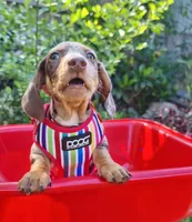Doog Geschirr Neoflex Scooby M Multicolor gestreift - Hundegrösse: M - Produkttyp: Geschirr - Tierart: Hund - Detailfarbe: Mehrfarbig