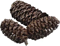 Dennerle Wasserpflege Black Cones - Produkttyp: Wasseraufbereiter