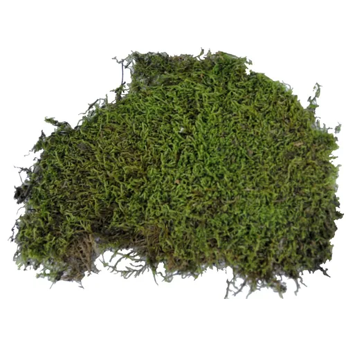 Lucky Reptile Bodensubstrat Vivarium Moss 150 g - Produkttyp Terraristik: Substrate - Terrarienfauna: Tropisch - Material: Waldmoos