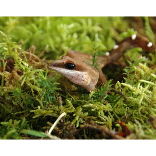 Lucky Reptile Bodensubstrat Vivarium Moss 150 g - Produkttyp Terraristik: Substrate - Terrarienfauna: Tropisch - Material: Waldmoos