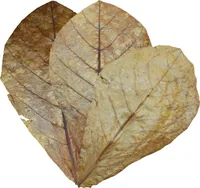 Dennerle Wasserpflege Nano Catappa Leaves, 12 x = 1200 l - Produkttyp: Wasseraufbereiter