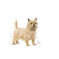 Royal Canin CCN MINI LIGHT WEIGHT CARE - dry food for adult dogs - 3kg