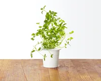 Click and Grow Samen Oregano - Aussaatzeit: April - August - Dezember - Februar - Januar - Juli - Juni - Mai - März - November - Oktober - September - Sonneneinstrahlung: Hell und warm - Saattyp: Saatgut - Gemüsegruppen: Kräuter - Erntezeit: April - Augus