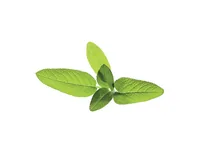Click and Grow Samen Salbei - Aussaatzeit: April - August - Dezember - Februar - Januar - Juli - Juni - Mai - März - November - Oktober - September - Sonneneinstrahlung: Hell und warm - Saattyp: Saatgut - Gemüsegruppen: Kräuter - Erntezeit: April - August