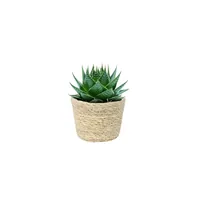 DecoFinder 300-158605 pot à fleurs Intérieur & extérieur Jardinière en boîte de conserve Autonome Beige