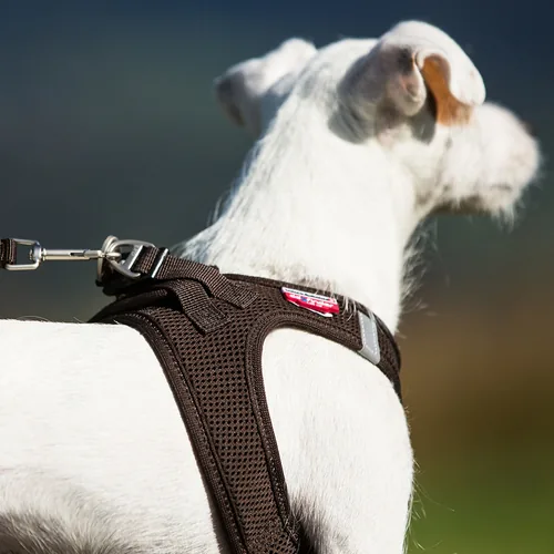 curli Geschirr Vest Air-Mesh L, Schwarz - Hundegrösse: L - Detailfarbe: Schwarz - Produkttyp: Geschirr - Tierart: Hund