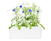 Click and Grow Saatgut Kornblume - Aussaatzeit: April - August - Dezember - Februar - Januar - Juli - Juni - Mai - März - November - Oktober - September - Blütezeit: April - August - Dezember - Februar - Januar - Juli - Juni - Mai - März - November - Okto