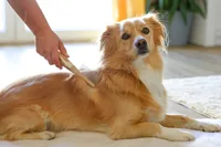 Kerbl MagicBrush Fellkamm 6.5 cm x 21 cm - Produkttyp: Fellreinigung & Pflege - Tierart: Hund