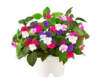 Click and Grow Saatgut Busy Lizzy - Aussaatzeit: April - August - Dezember - Februar - Januar - Juli - Juni - Mai - März - November - Oktober - September - Blütezeit: April - August - Dezember - Februar - Januar - Juli - Juni - Mai - März - November - Okt