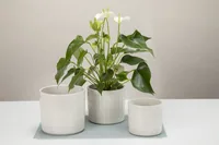 scheurich Blumentopf Opale 14.1 cm, Beige - Detailfarbe: Beige - Aufhängevorrichtung: Nein - Detailmaterial: Keramik - Grundmaterial: Keramik