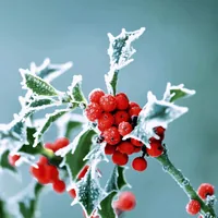 Paper + Design Papierservietten Frosty holly 33 cm x 33 cm, 20 Stück - Material: Papier - Grösse: 33 cm x 33 cm - Eigenschaften: Keine Eigenschaft - Anzahl Lagen: 3 - Motiv: Pflanze - Weihnachten - Produkttyp: Papierservietten